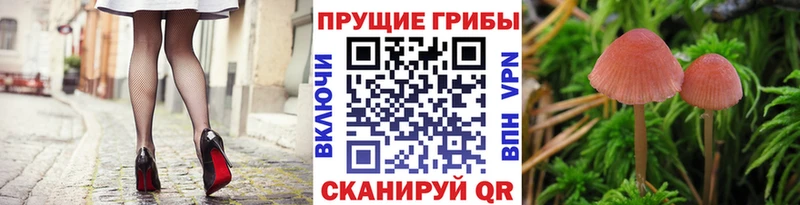магазин  наркотиков  Гурьевск  Галлюциногенные грибы Psilocybine cubensis 